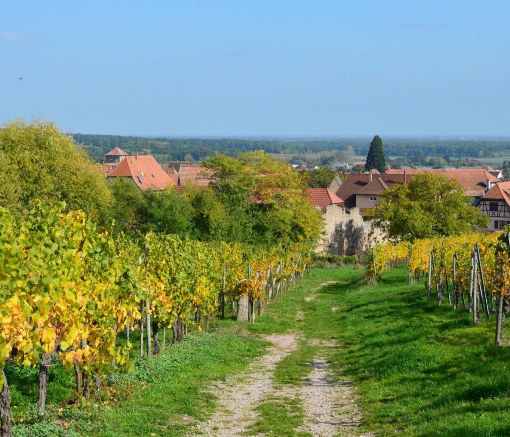 Herzhafte küche: einfach, ehrlich, genussvoll 2 Knittelsheimer Weinberge entdecken: 7 Wege für Genießer