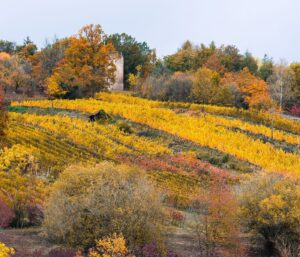 Knittelsheimer Weinbau: 7 prägende Persönlichkeiten