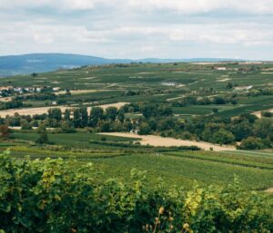 Entstehung der Knittelsheimer Weinbergsterrassen: Leitfaden