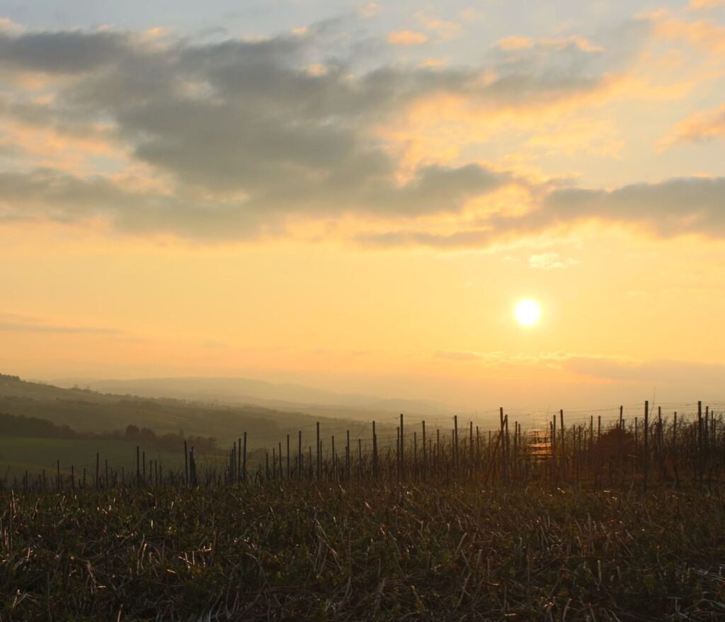 Herzhafte küche: einfach, ehrlich, genussvoll 8 Nachhaltiger Weinbau in Knittelsheim: Praktiken